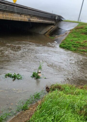 Woman Discovers Unusual Furball In A Bayou, Then Realizes Its Identity