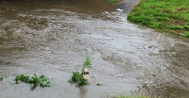 Woman Discovers Unusual Furball In A Bayou, Then Realizes Its Identity