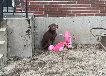 Rescued Stray Pup Can’t Contain His Joy After Being Saved
