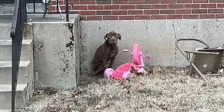 Rescued Stray Pup Can’t Contain His Joy After Being Saved