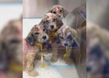 Dog Abandoned In Doghouse Shakes In Terror Until A Woman Notices His Photo Online