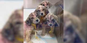 Dog Abandoned In Doghouse Shakes In Terror Until A Woman Notices His Photo Online