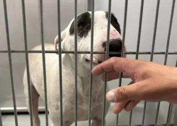 Colorado Family Ventures to Kansas for a Heartwarming Reunion with Their Missing Dog