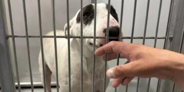 Colorado Family Ventures to Kansas for a Heartwarming Reunion with Their Missing Dog