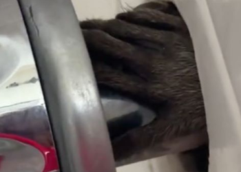 Colorado Family Ventures to Kansas for a Heartwarming Reunion with Their Missing Dog