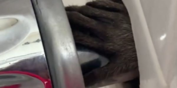 Colorado Family Ventures to Kansas for a Heartwarming Reunion with Their Missing Dog