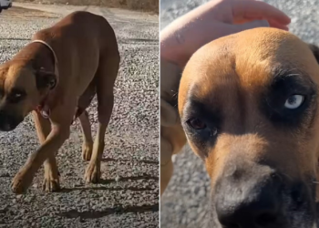 Dog Leads Stranger to a Home, Discovering Something Heartbreaking