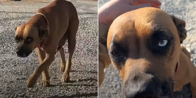 Dog Leads Stranger to a Home, Discovering Something Heartbreaking