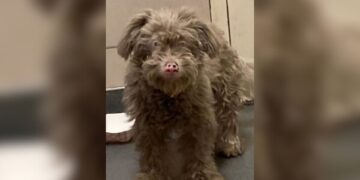 Dog Hidden In Dirt Amazes Rescuers As Her Real Color Shows