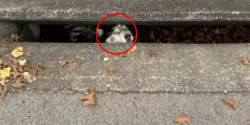 Husky’s Mysterious Concrete Encounter Baffles Officers