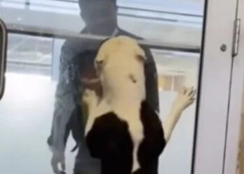 Dog Abandoned In Doghouse Shakes In Terror Until A Woman Notices His Photo Online