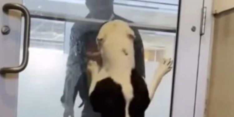 Dog Abandoned In Doghouse Shakes In Terror Until A Woman Notices His Photo Online