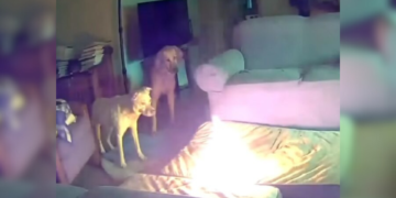 Dog Abandoned In Doghouse Shakes In Terror Until A Woman Notices His Photo Online