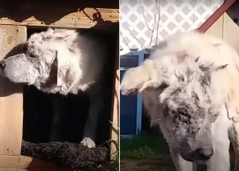 Dog Abandoned In Doghouse Shakes In Terror Until A Woman Notices His Photo Online