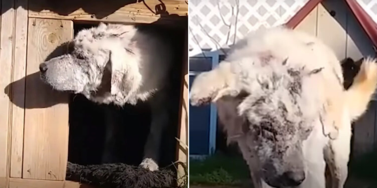 Dog Abandoned In Doghouse Shakes In Terror Until A Woman Notices His Photo Online