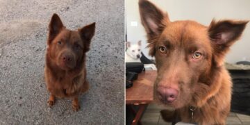 Lone Dog Meets a New Friend by the Lake and Shares a Burden She Couldn’t Bear Alone