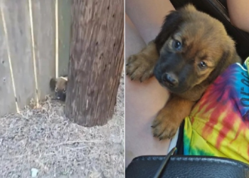 Woman’s Stray Pup Rescue Turns Unexpectedly Eventful