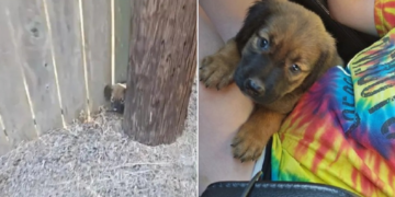 Woman’s Stray Pup Rescue Turns Unexpectedly Eventful