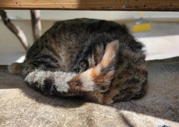 Residents Discover Living Creature Struggling in a Concrete Opening