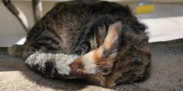 Residents Discover Living Creature Struggling in a Concrete Opening