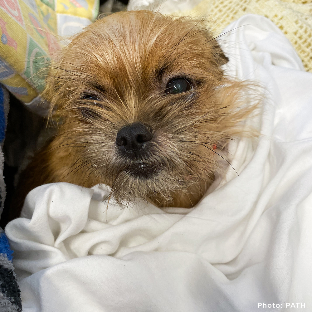 Small brown dog wrapped in a blanket