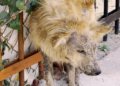 This Street Dog Was Called A ‘Werewolf’ Until One Rescuer Saw Her True Beauty