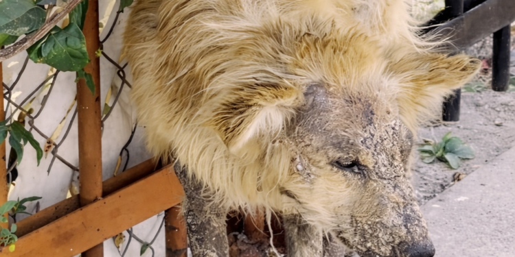This Street Dog Was Called A ‘Werewolf’ Until One Rescuer Saw Her True Beauty