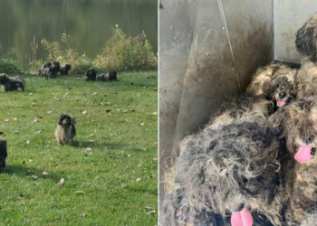 Officers Discover 15 Dogs Hidden Under Severely Matted Fur Near Lake