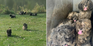 Officers Discover 15 Dogs Hidden Under Severely Matted Fur Near Lake