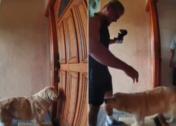 Dog Greets Visitor At The Door Before Experiencing A Comedic Turn of Events