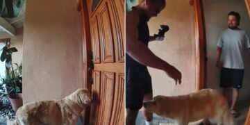 Dog Greets Visitor At The Door Before Experiencing A Comedic Turn of Events