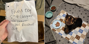 Shelter Staff Find Box at Entrance Containing a Tiny Puppy Along with a Cryptic Note