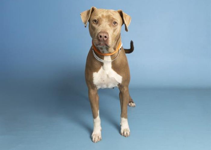 dog posing for picture