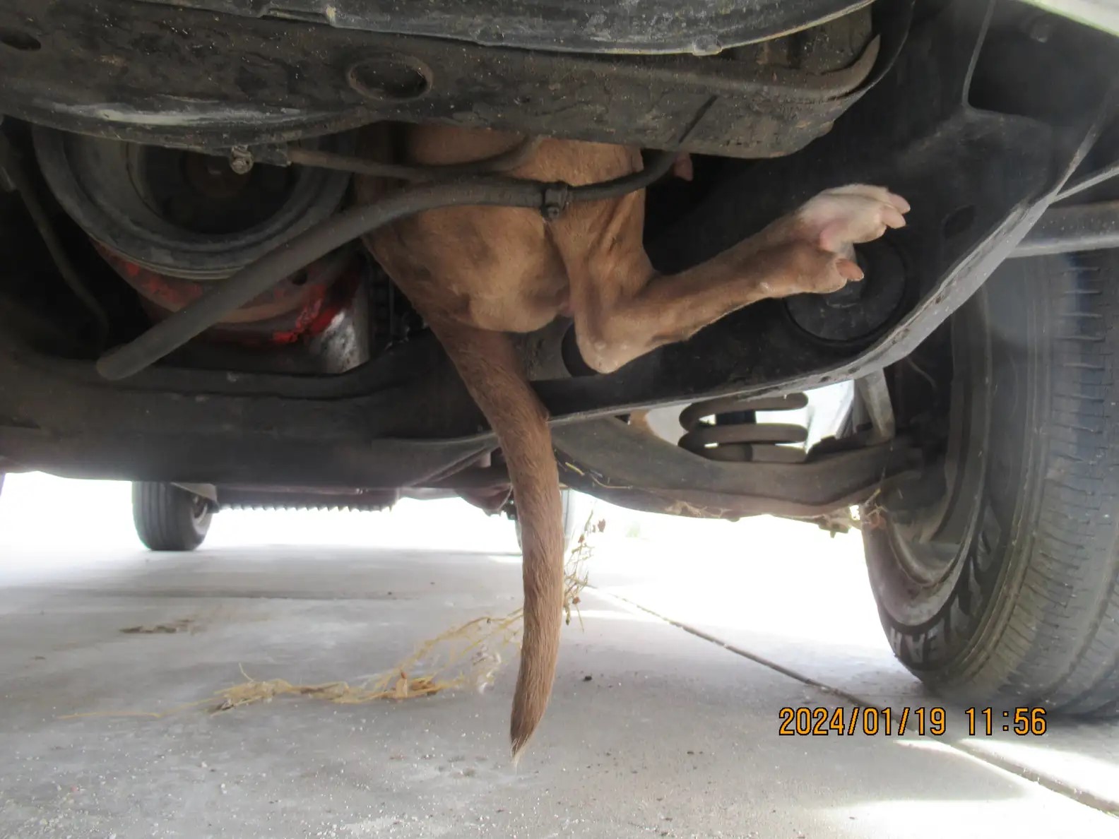 dog under car