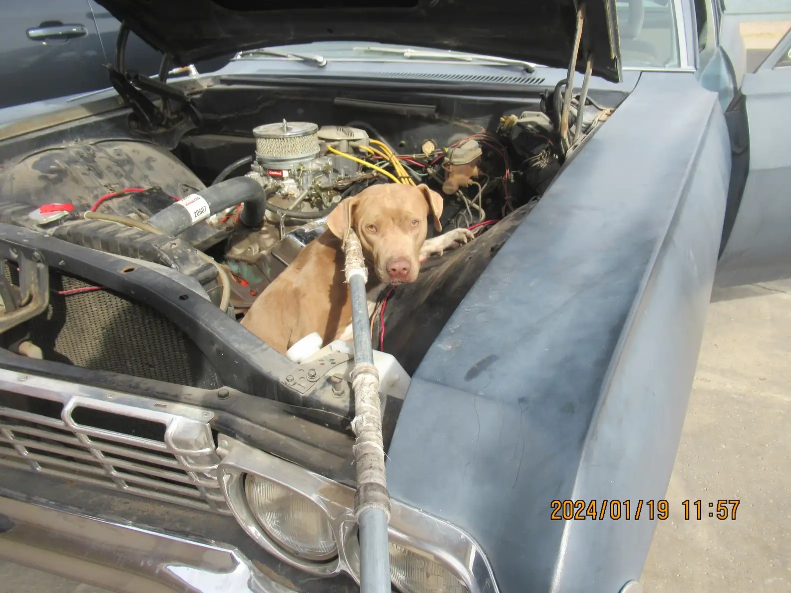 dog in car hood