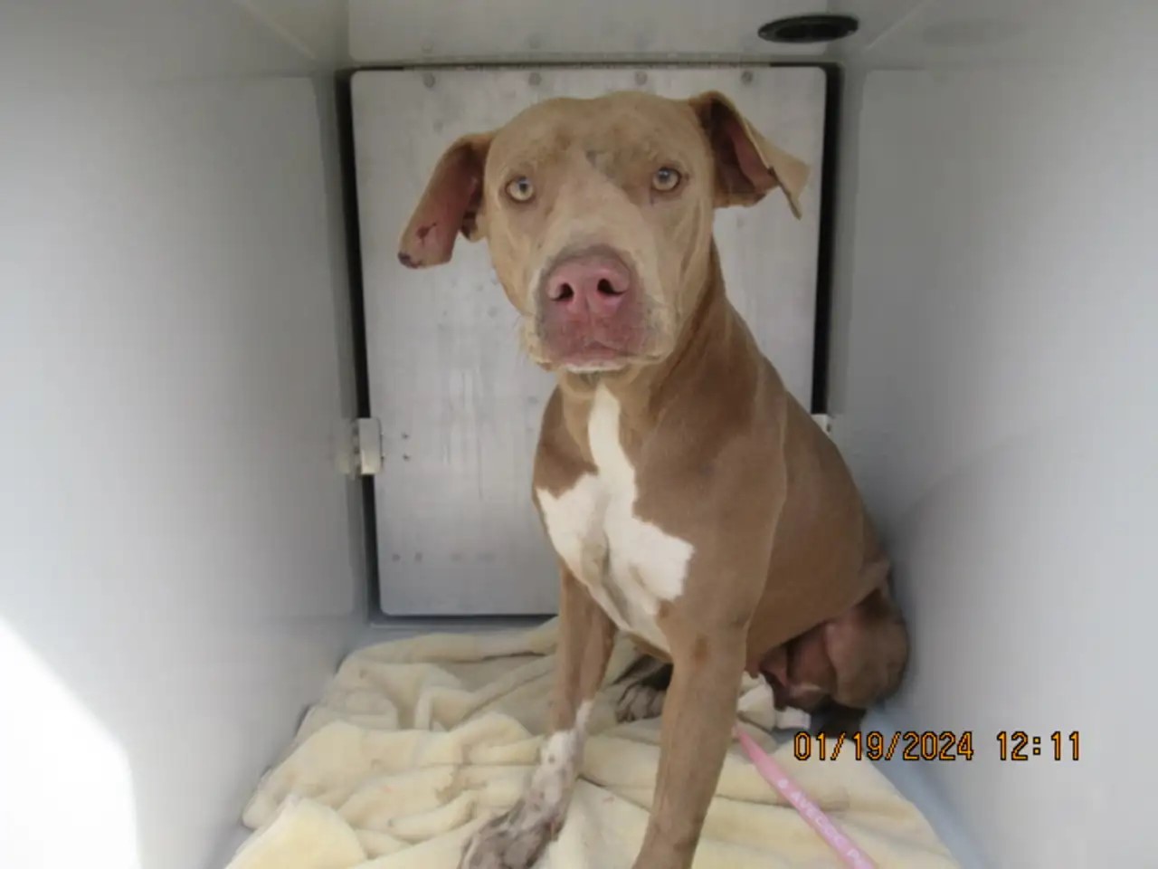 brown dog sitting down