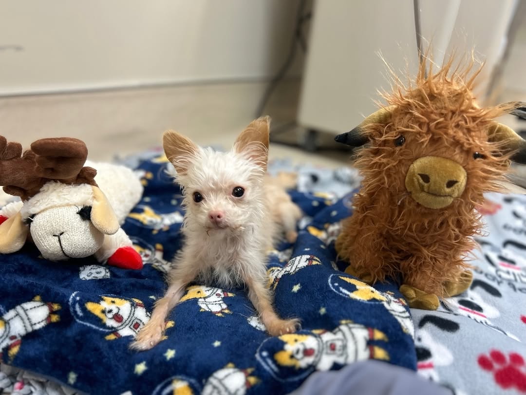 photo of tiny shelter dog