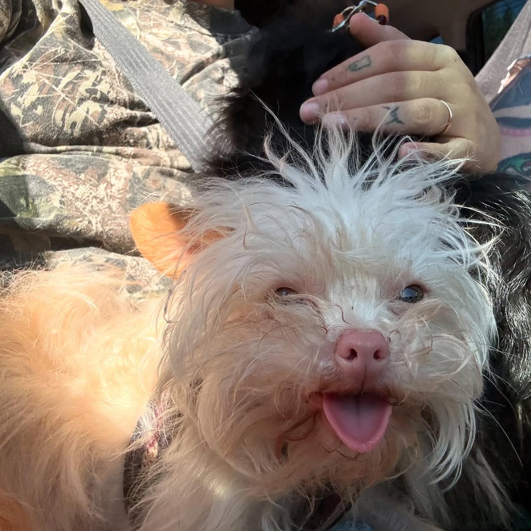 close up photo of the tiny dog