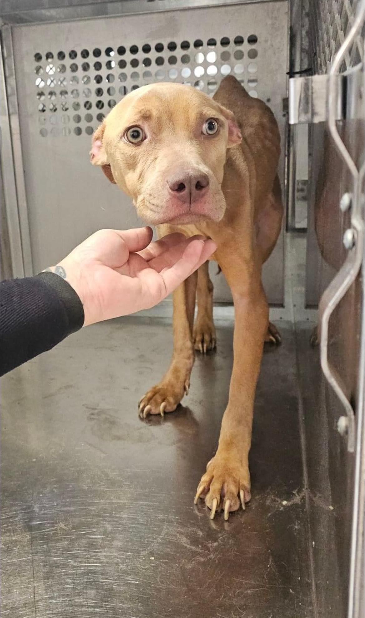 skinny dog in crate