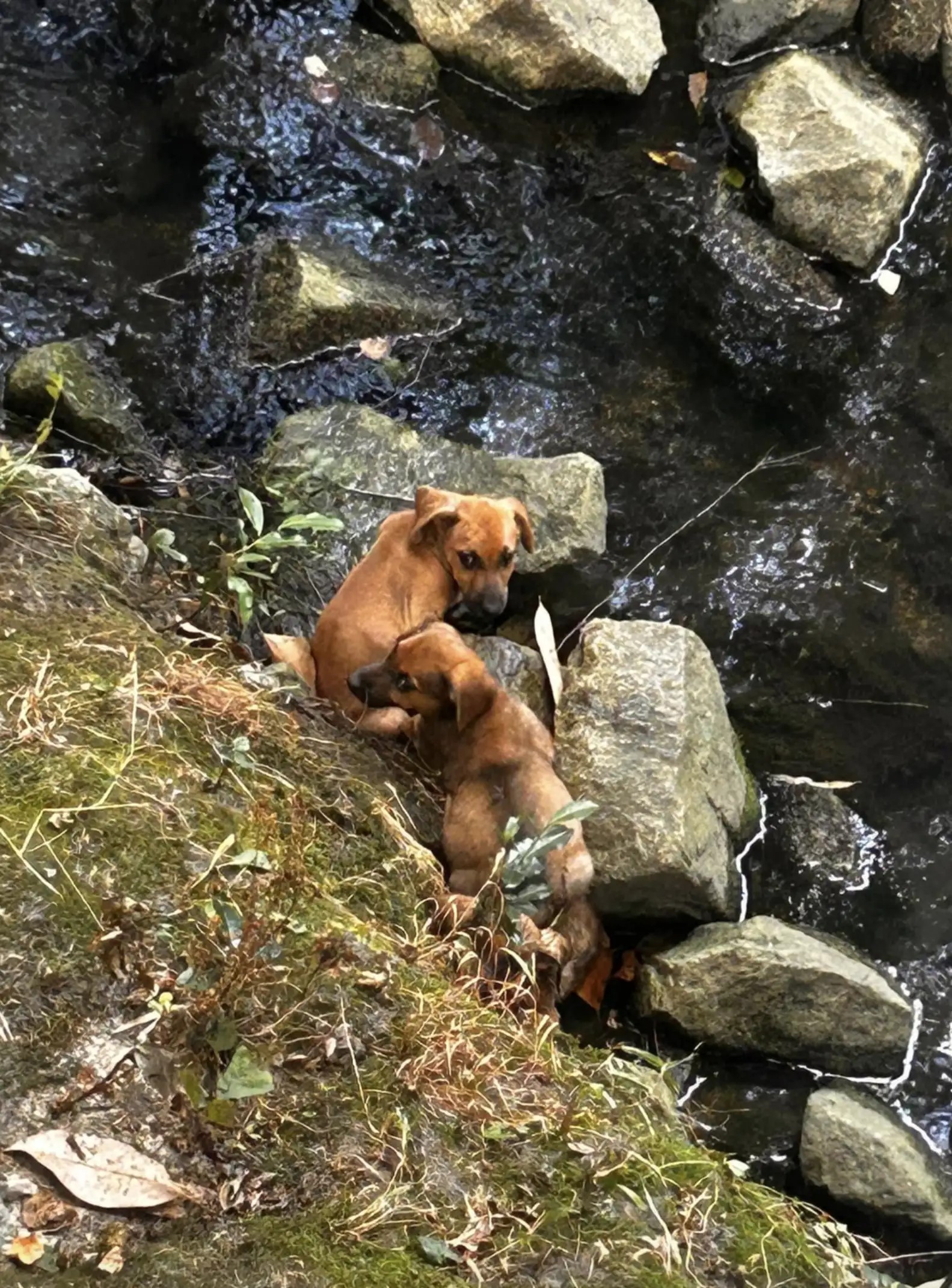 two puppies in creek