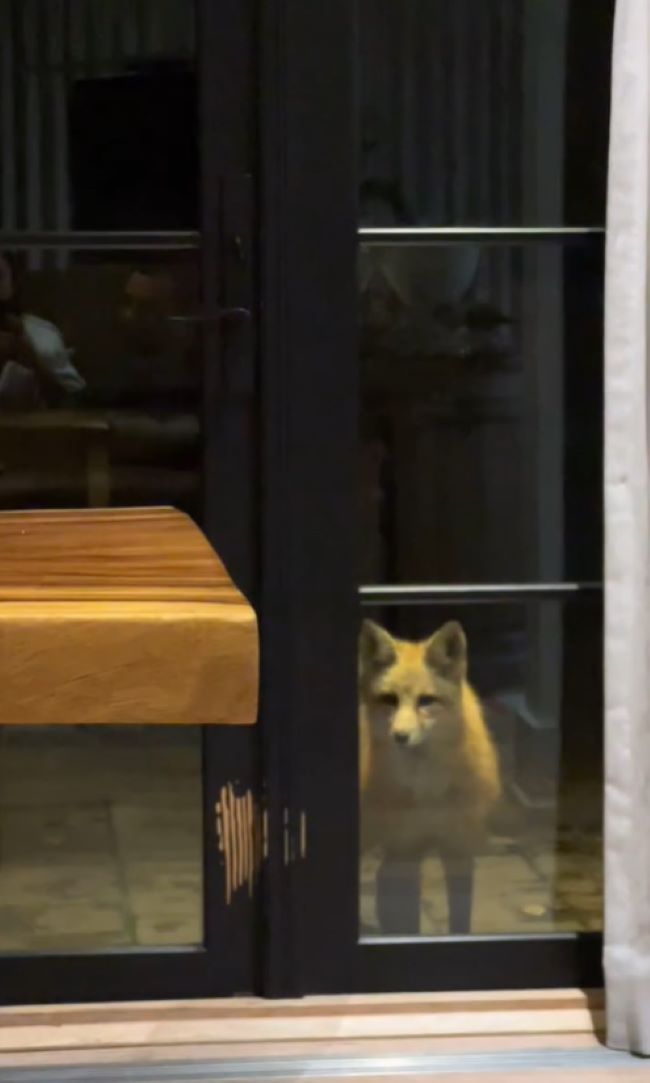 The fox is standing by the window