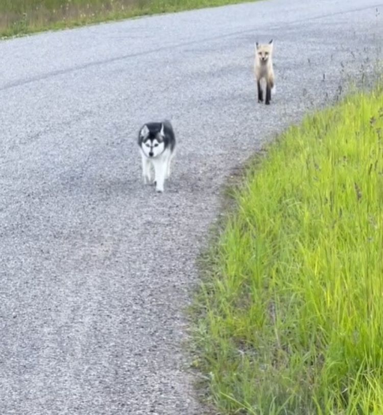 The dog and the fox are walking along the road