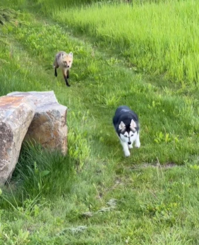 The dog and the fox are running across the field