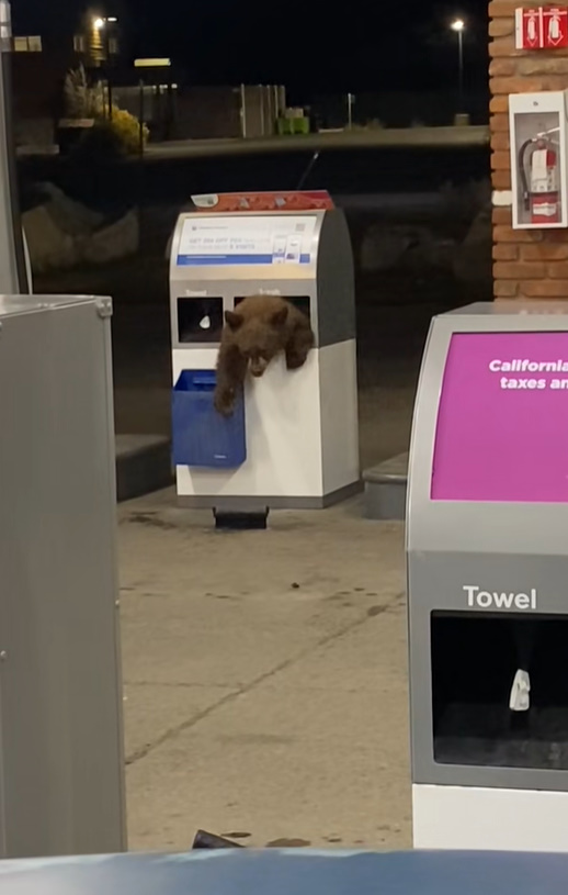 bear cub at gas station