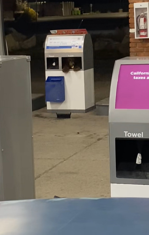 stuck bear cub at gas station