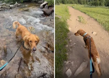 Three Shelters Rejected His Dog Adoption Applications For One Reason