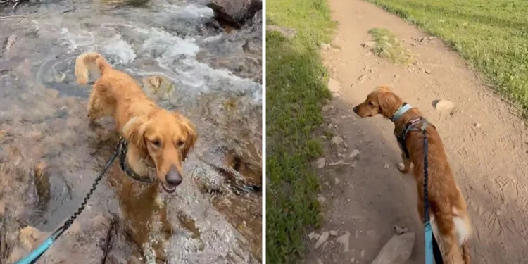 Three Shelters Rejected His Dog Adoption Applications For One Reason