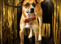 A Shelter Said It Couldn’t Return This Family’s Missing Dog – Then The New Owners Made A Decision