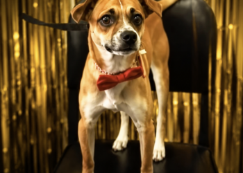 A Shelter Said It Couldn’t Return This Family’s Missing Dog – Then The New Owners Made A Decision