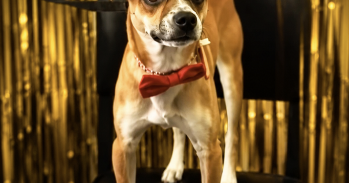 A Shelter Said It Couldn’t Return This Family’s Missing Dog – Then The New Owners Made A Decision